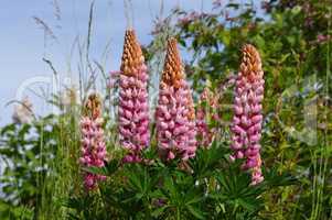 Lupine rosa - lupin flower in pink