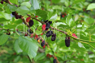Maulbeerbaum - fresh mulberries on the tree