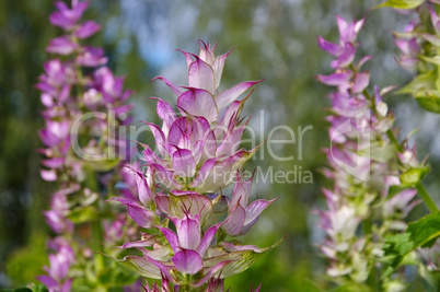 Muskatellersalbei - clary sage plant in garden