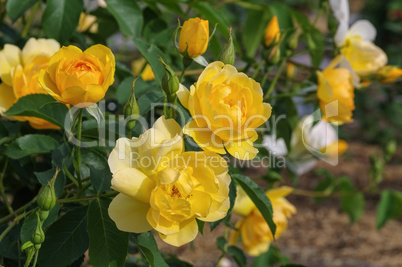 Rose Buttercup - yellow English Rose Buttercup