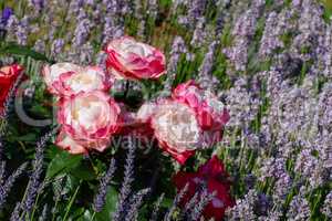 Rose Nostalgie und Lavendel - Rose Nostalgie and lavender