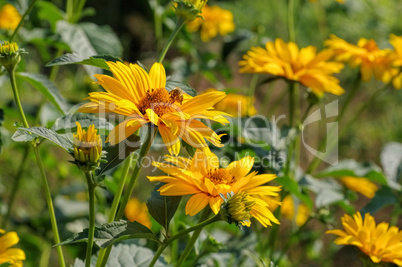 Sonnenauge - yellow oxeye daisy flower