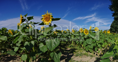 Sonnenblumenfeld- sunflowers field in summer