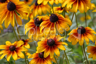 Sonnenhut - black-eyed Susan flower