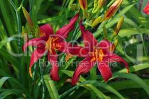 Taglilie Crimson Pirate - daylily of the species Crimson Pirate