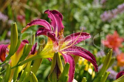 Taglilie Klon Ocean Spirit - daylily of the species Ocean Spirit