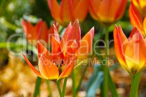 Wildtulpe - wild tulip 14