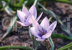 Wildtulpe Alba Coerulea Oculata - wild tulip Alba Coerulea Oculata