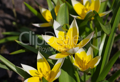 Wildtulpe Tulipa tarda - wild tulip Tulipa tarda