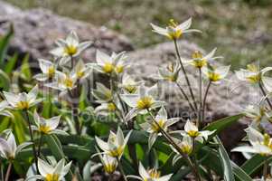 Wildtulpe Tulipa turkestanica - wild tulip Tulipa turkestanica