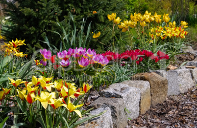 Wildtulpenbeet - flowerbed with wild tulips