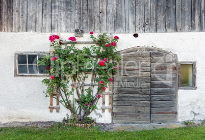 Old barn doors and red rose bush