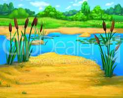 Reeds by the River in a Summer Day