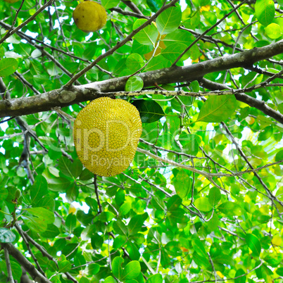breadfruit on a background of green leaves