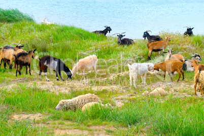 domestic goats grazing on pasture