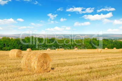 Straw bales on a wheat field and blue sky