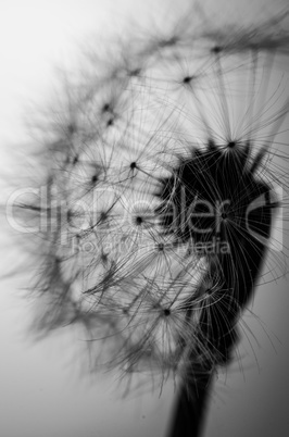 Dandelion in black and white