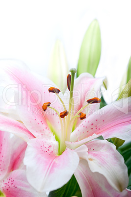 pink lily flower bouquet