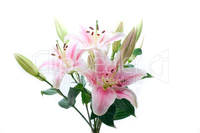 pink lily flower bouquet