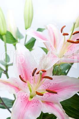 pink lily flower bouquet