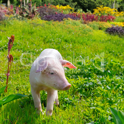 pig on a background of green grass and flowers