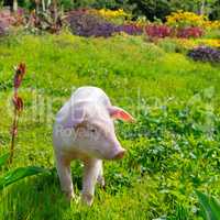 pig on a background of green grass and flowers