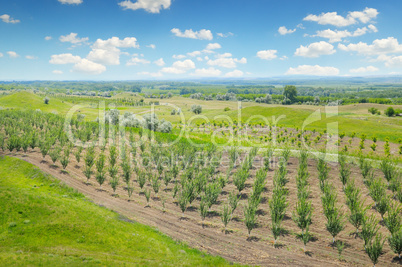 orchard, agricultural land and blue cloudy sky