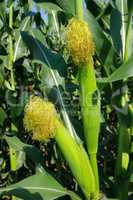 ears of corn on the stalk in a field