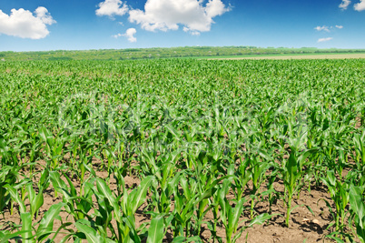 green corn field and blue sky