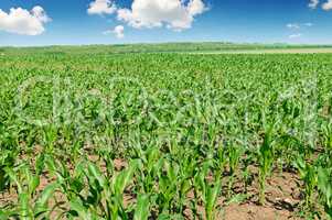 green corn field and blue sky