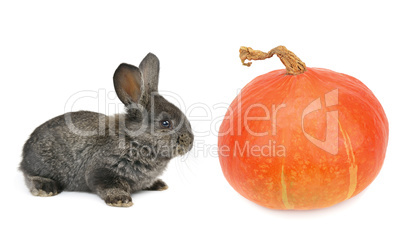 a rabbit and pumpkin isolated on white background