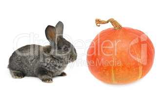a rabbit and pumpkin isolated on white background