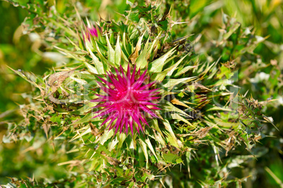 thistle flower on blurred green background