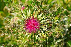 thistle flower on blurred green background