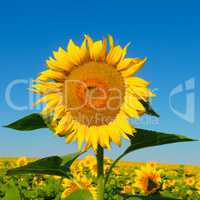 Sunflower flower against the blue sky and a blossoming field