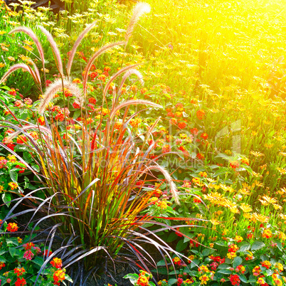 Colorful flower bed illuminated by sunlight
