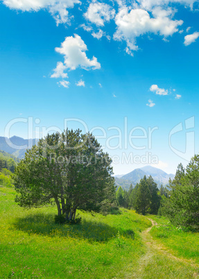 Beautiful pine trees on background high mountains