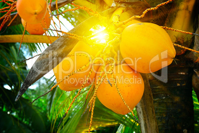 sunlight through the leaves of palm trees