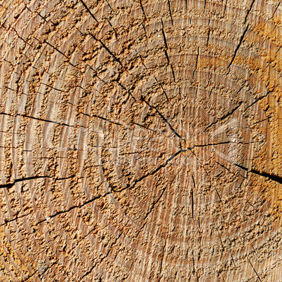 wood texture with growth rings