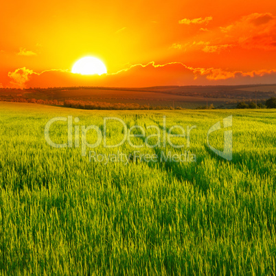 Beautiful sunset on wheat field