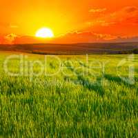 Beautiful sunset on wheat field