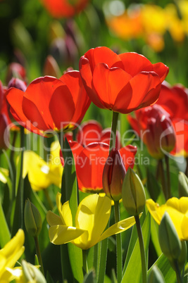 Tulpen