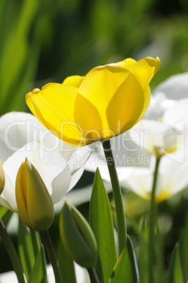 Tulpe