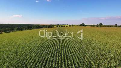 Aerial flight over corn field
