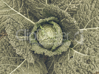 Cabbage picture vintage desaturated