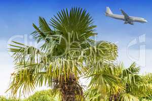 Flugzeug im Landeanflug und Palmen