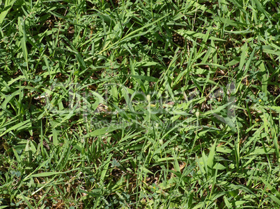 Green grass meadow background