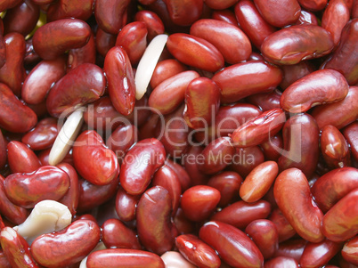 Kidney beans legumes vegetables