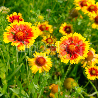 Beautiful background of garden flowers