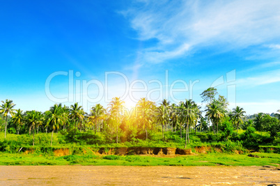 Tropical palm forest on the river bank